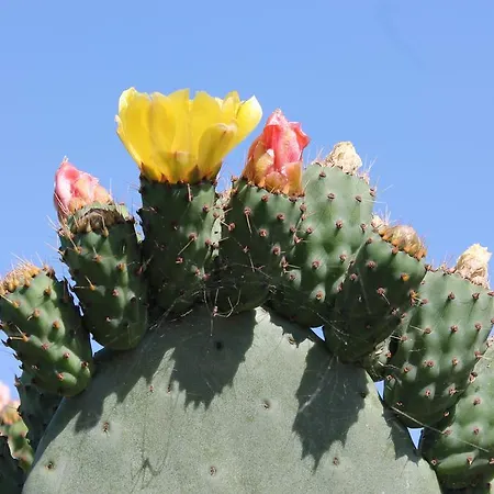 Masseria Gianecchia * チステルニーノ