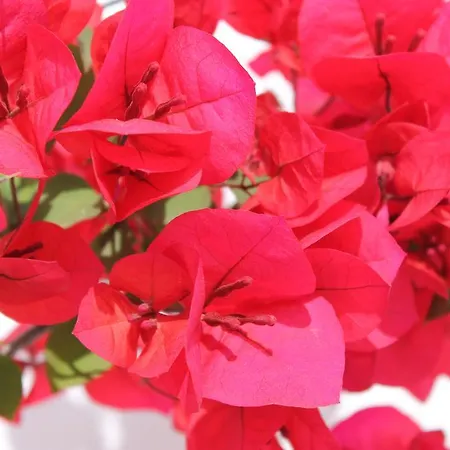 Masseria Gianecchia ファームステイ チステルニーノ