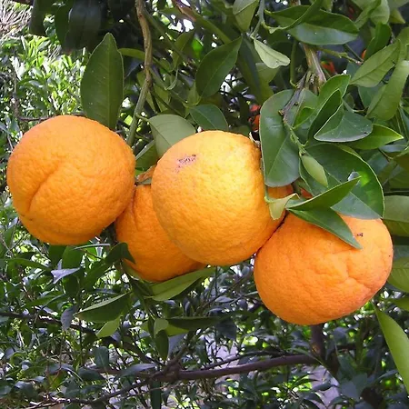 ファームステイ Masseria Gianecchia チステルニーノ