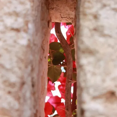 Masseria Gianecchia ファームステイ チステルニーノ