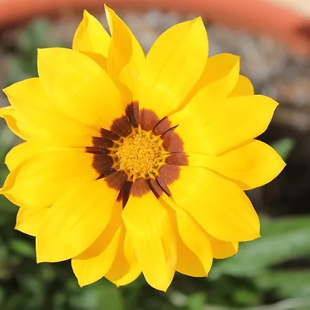 Masseria Gianecchia ファームステイ