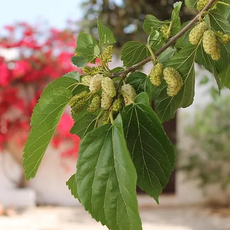 ファームステイ Masseria Gianecchia *