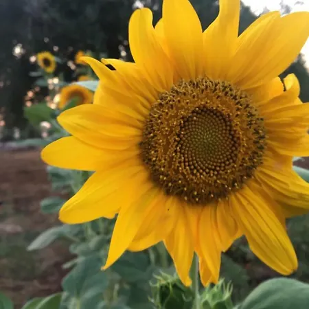 ファームステイ Masseria Gianecchia チステルニーノ