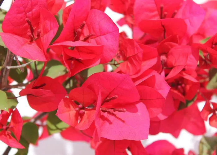 Masseria Gianecchia Gospodarstwo agroturystyczne Cisternino