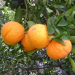 בית חווה Masseria Gianecchia צ'יסטרנינו
