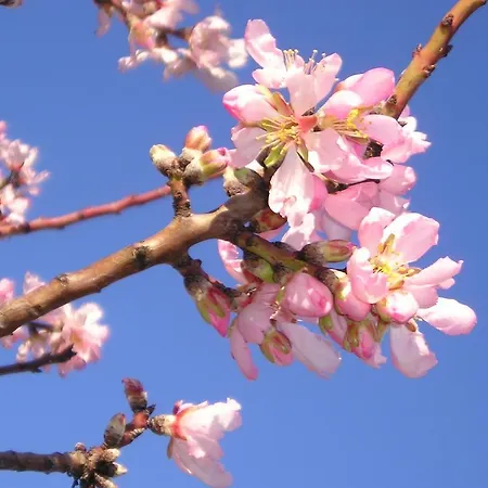 Masseria Gianecchia * 치스테르니노