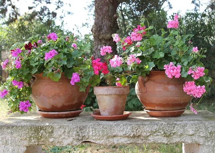 Masseria Gianecchia *