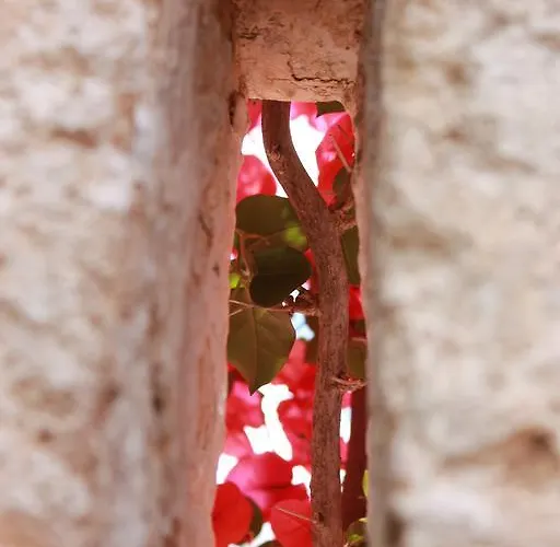 Masseria Gianecchia 팜스테이 치스테르니노