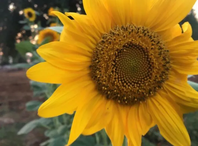 Farma Masseria Gianecchia Cisternino